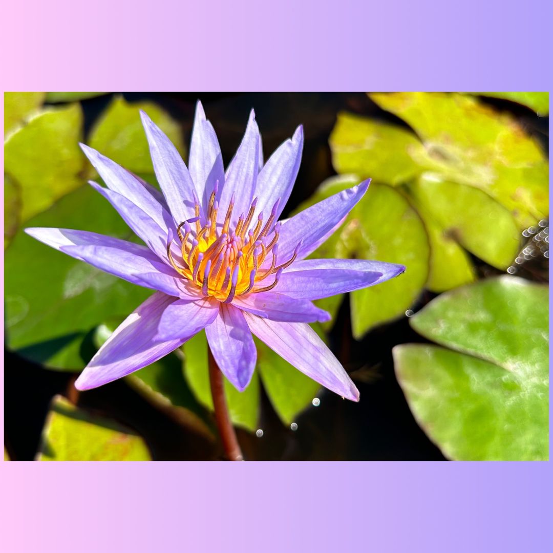 waterlily